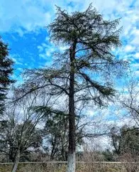 Poda de árboles t talas controladas Arboricultura