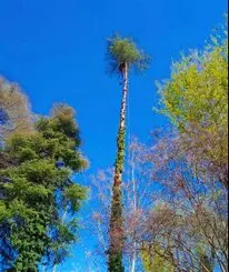 Tala y poda en altura de árboles en la Rioja