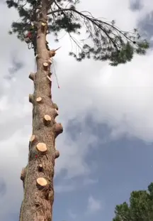 TALA Y PODA EN ALTURA La Rioja Arboricultura