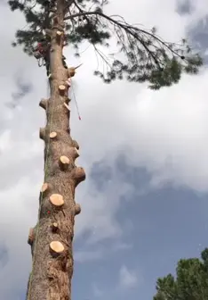 Tala y poda en altura de árboles en La Rioja y provincia