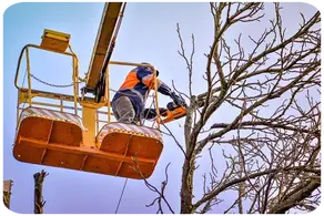 Podas de altura La Rioja y provincia Arboricultura