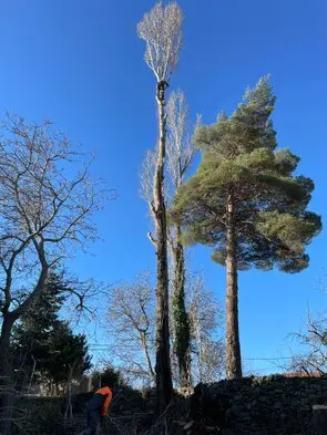 Podas y talas de árboles en altura La Rioja Arboricultura