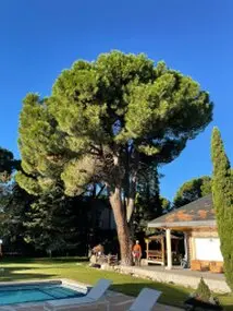 Tala y poda en Altura de árboles en La Rioja y provincia